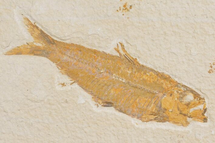 Detailed Fossil Fish (Knightia) - Wyoming #176407